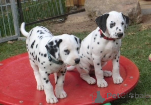 Photo №1. dalmatien - à vendre en ville de Paphos | négocié | Annonce №173461