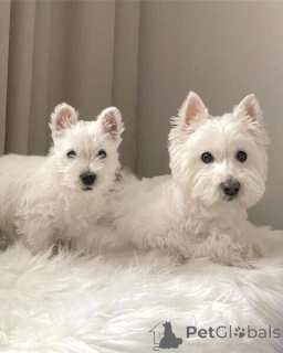 Photo №1. west highland white terrier - à vendre en ville de Anvers | négocié | Annonce №169652
