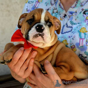 Photo №2 de l'annonce № 114390 de la vente bulldog anglais - acheter à Serbie éleveur