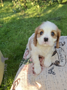 Photo №1. cocker américain, cocker spaniel anglais, springer anglais, welsh springer spaniel, épagneul d'eau irlandais, chien d'eau espagnol, mâtin espagnol, cavalier king charles spaniel, cavalier king charles spaniel, clumber spaniel, épagneul russe, épagneul tibétain - à vendre en ville de Tallinn | 1000€ | Annonce №176034