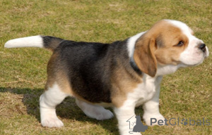 Photo №1. beagle - à vendre en ville de Ljubljana | négocié | Annonce №175788