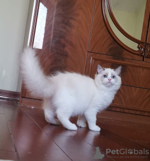 Photo №1. ragdoll - à vendre en ville de Brugelette | Gratuit | Annonce № 127676