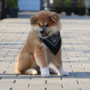 Photo №4. Je vais vendre akita (chien) en ville de Gomel. de la fourrière, éleveur - prix - 300€