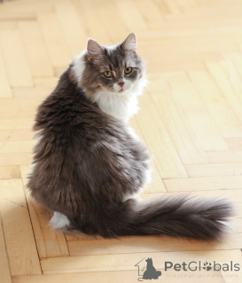 Photo №4. Je vais vendre  en ville de Domodedovo. annonce privée - prix - Gratuit