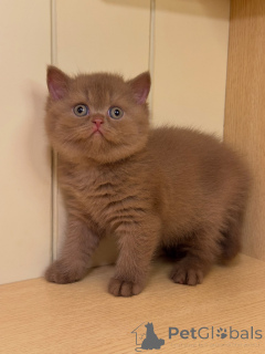 Photo №1. british shorthair - à vendre en ville de Altdorf | négocié | Annonce № 177434