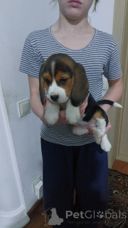 Photo №1. beagle - à vendre en ville de Mauvais münsteerefel | 900€ | Annonce №157785