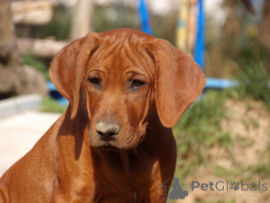 Photo №3. Reçu septembre 2025 Annonce de la litière. Pologne