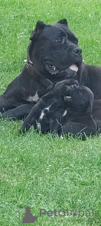 Photo №2 de l'annonce № 64584 de la vente cane corso - acheter à Serbie annonce privée