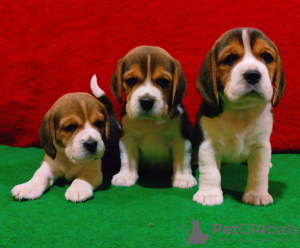 Photo №1. beagle - à vendre en ville de Мадрид | 650€ | Annonce №50264