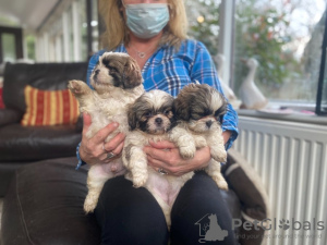 Photo №1. shih tzu - à vendre en ville de Гамбург | Gratuit | Annonce №12274