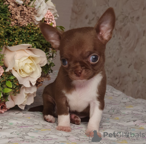 Photos supplémentaires: Chihuahua Chocolate Mini Boy