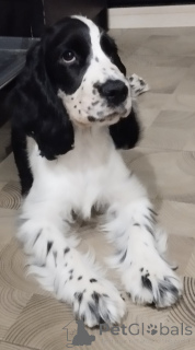 Photo №3. Je vends un cocker anglais. Biélorussie