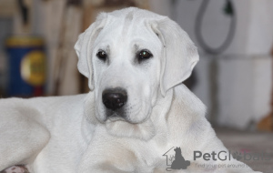 Photos supplémentaires: Chien de berger d'Asie centrale