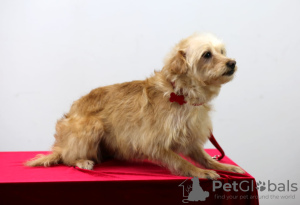 Photo №2 de l'annonce № 32304 de la vente chien bâtard - acheter à Fédération de Russie annonce privée