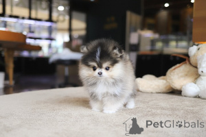 Photo №3. Dean Janet Kay Puppies House. USA