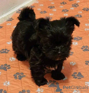 Photo №2 de l'annonce № 129648 de la vente chien bâtard - acheter à USA annonce privée