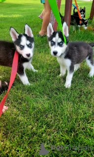 Photo №4. Je vais vendre malamute de l'alaska en ville de Iowa City. annonce privée - prix - 379€