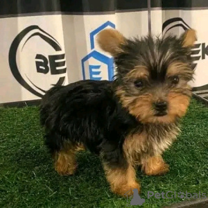 Photo №4. Je vais vendre yorkshire terrier en ville de Iowa City. annonce privée - prix - 379€