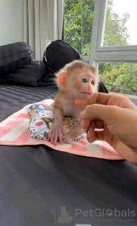 Photo №1.  - à vendre en ville de Virginia Beach | 266€ | Annonce №131974