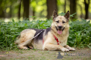 Photo №2 de l'annonce № 149175 de la vente chien bâtard - acheter à Fédération de Russie annonce privée