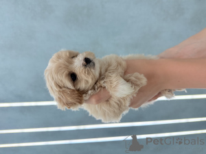 Photo №4. Je vais vendre maltipu en ville de Kharkov. éleveur - prix - 791€