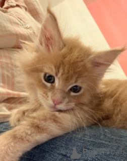 Photo №3. Wunderschönes Maine-Coon-Kätzchen. Contactez-moi par WhatsApp au 447453907158. Allemagne