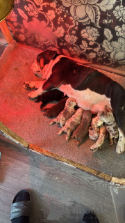 Photo №4. Je vais vendre bulldog anglais en ville de Bruxelles. de la fourrière - prix - 300€