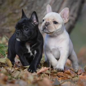 Photo №1. bouledogue - à vendre en ville de Дрезден | 360€ | Annonce №127371