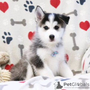 Photo №3. Chiots Husky. USA