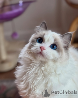 Photo №1. ragdoll - à vendre en ville de Bromarf | négocié | Annonce № 156532