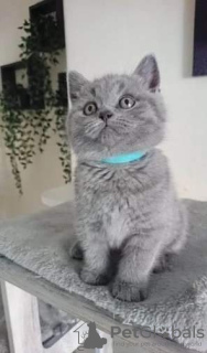 Photo №3. CHATONS BSH MÂLES ET FEMELLES. USA