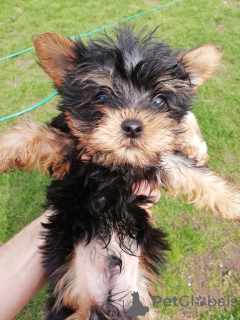 Photo №3. Les chiots Yorkie au visage de bébé sont complètement prêts à partir.. Lituanie