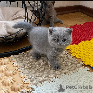Photo №2 de l'annonce № 167666 de la vente british shorthair - acheter à Suède annonce privée