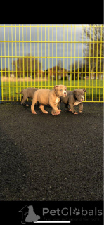 Photo №4. Je vais vendre bouledogue américain en ville de Jáchymov. annonce privée, éleveur - prix - 1000€