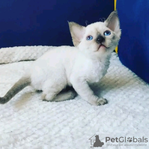 Photo №3. Chatons Devon Rex à vendre Business Whatsapp ; 37256062792. La finlande