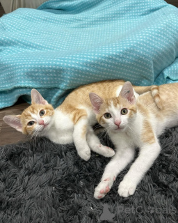 Photo №1. chat de gouttière - à vendre en ville de Munich | 600€ | Annonce № 150629