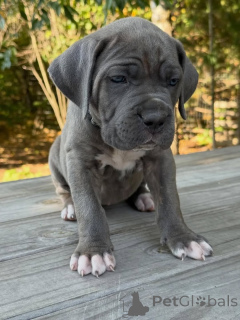 Photo №3. Rencontrez Atlas, le doux gardien au cœur aussi fort que sa position et aux yeux. Pays Bas