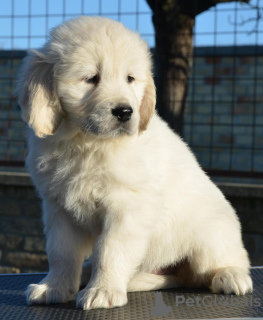 Photo №4. Je vais vendre golden retriever en ville de Ada.  - prix - 500€