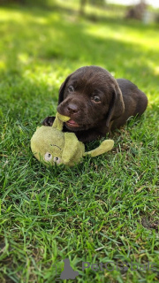 Photo №3. Chiots Labrador à adopter.. La finlande