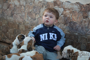 Photo №4. Je vais vendre bulldog anglais en ville de Daugavpils. de la fourrière - prix - 1000€
