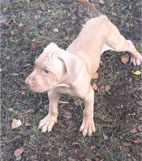 Photos supplémentaires: Chiots pit-bull terrier