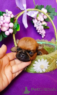 Photo №2 de l'annonce № 165853 de la vente petit brabançon - acheter à Fédération de Russie annonce privée