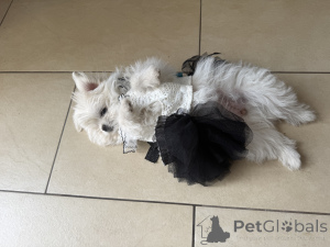 Photo №3. Chiens sucrés à vendre. Allemagne