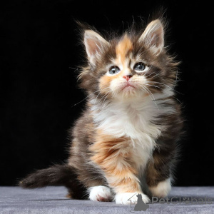 Photo №2 de l'annonce № 160373 de la vente maine coon - acheter à Belgique 