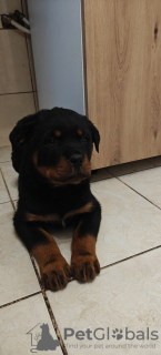 Photo №3. Chiots rottweilers. Pologne