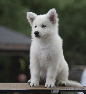 Photo №2 de l'annonce № 11445 de la vente berger blanc suisse - acheter à Biélorussie de la fourrière