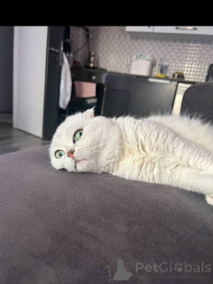 Photo №3. Poppy, à la fois ludique et équilibrée, est un paquet d'amour enveloppé dans une. France