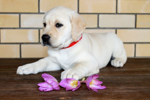 Photos supplémentaires: Labrador (lignée anglaise)