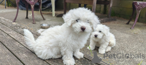 Photo №1. bichon à poil frisé - à vendre en ville de Ventre | négocié | Annonce №176497