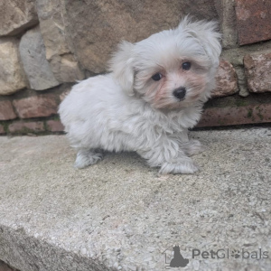 Photo №1. bichon maltais - à vendre en ville de Ijsselmuiden | négocié | Annonce №171670